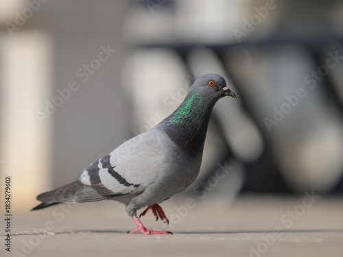 Domestic pigeon walking calmly on urban street with shallow depth of field