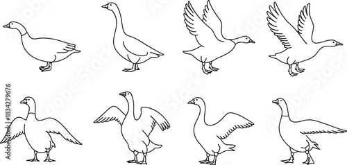 Geese in motion line drawing set, flying, walking, standing poses, bird anatomy, avian sketch collection, wildlife flat vector