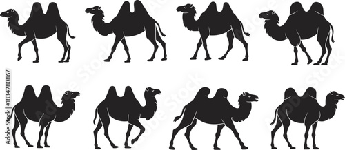 Bactrian camel silhouette set, desert animal, two humps, walking pose, wildlife illustration, nature icon, caravan flat vector