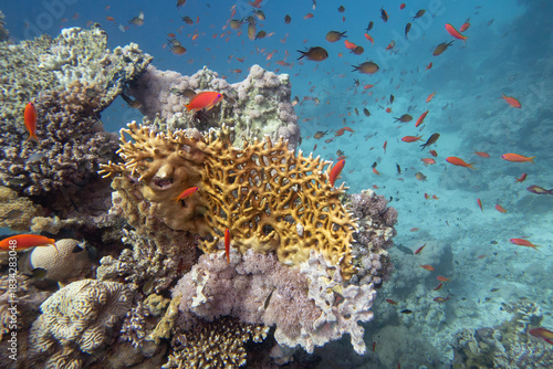 Tropical coral reef garden, marine life with colorful corals and fish Anthias in clear blue water, beauty of underwater world