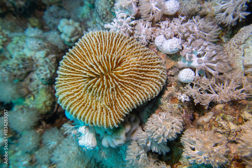 Coral reef ecosystem with impressive coral Fungia in clean tropical water, underwater landscape