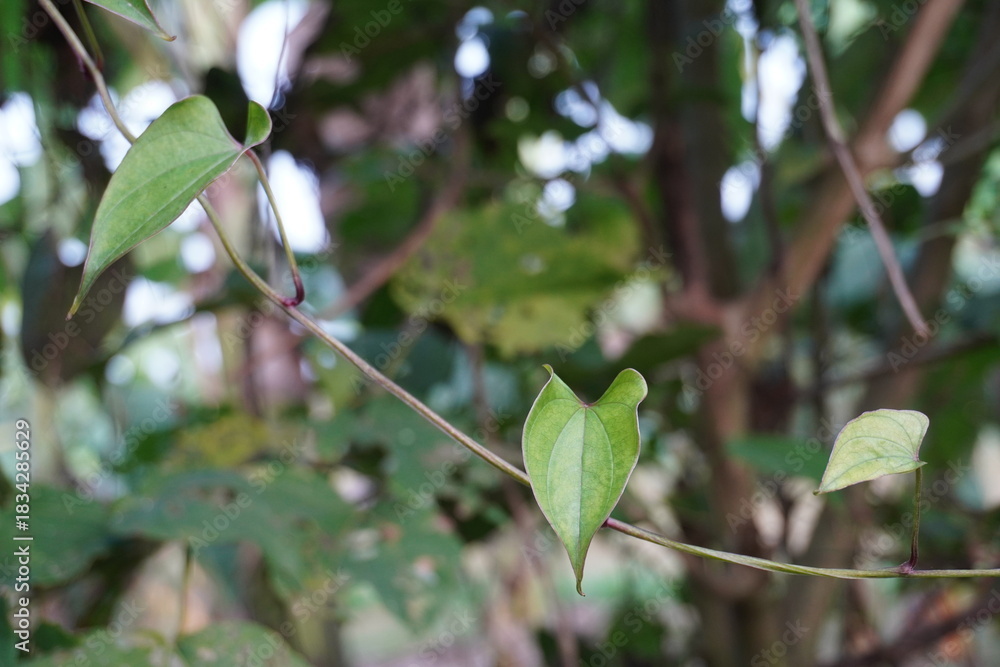 Obraz premium Heart Shaped Green Vine Leaves in Tropical Natural Habitat