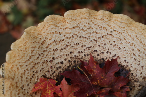 Beau champignon polypore qui pousse sur une souche d'érable, cerioporus squamosus