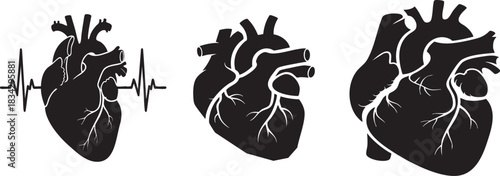 Human Heart Silhouettes & ECG Line Vector – Anatomy and Health Icons