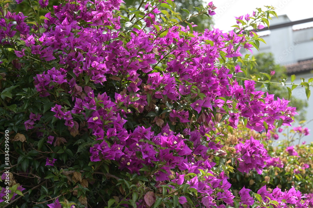Obraz premium Bougainville, Bougainvillée, Bougainvillier, Drillingsblume, Bougainvillea spp.