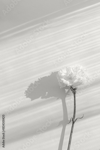 Beautiful carnation flower on white sunlit background with shadow.  Color of the year 2026 inspired