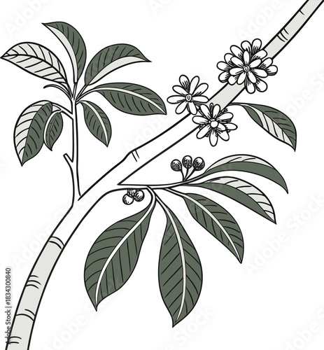 vector illustration of the extremely rare Pennantia baylisiana tree 