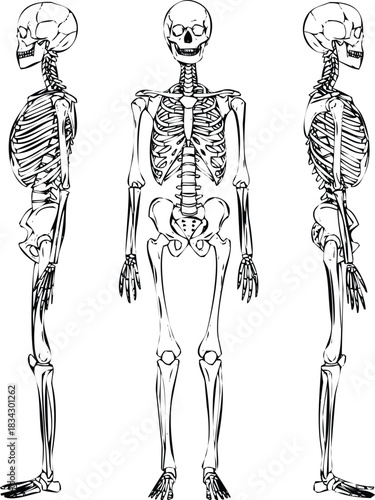 Human skeletal system illustration with anterior and side views