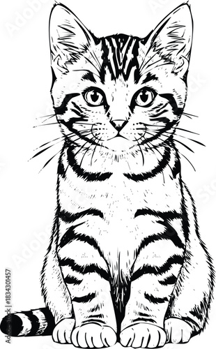 Striped domestic kitten line art illustration sitting facing forward