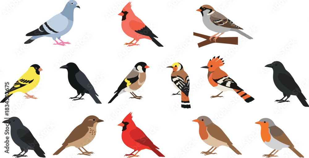 Obraz premium Bird Species Collection Vector Illustration Showing Different Wild Birds Perching and Standing Isolated on White Background Nature Concept