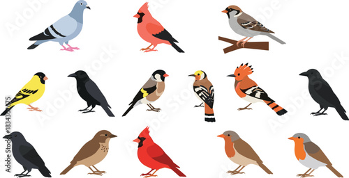 Bird Species Collection Vector Illustration Showing Different Wild Birds Perching and Standing Isolated on White Background Nature Concept