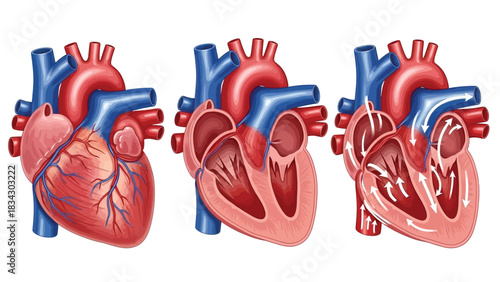 Diagram illustrating the three stages of a human heart's pumping cycle.