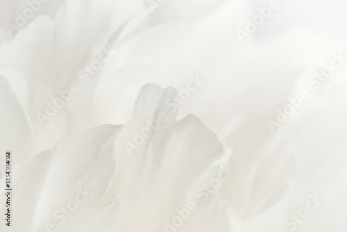 white peony petals close-up. pantone 2026 cloud danser