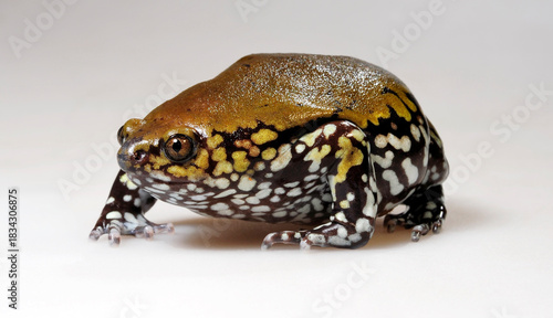 Muller's termite frog // Termiten-Engmaulfrosch (Dermatonotus muelleri) - Argentina