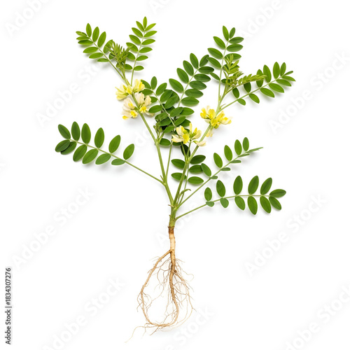 Astragalus Membranaceus Mature Plant with Roots and Yellow Flowers