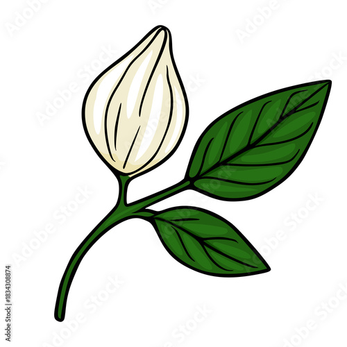 A stylized vector illustration of a single white mango bud with two green leaves on a white background.