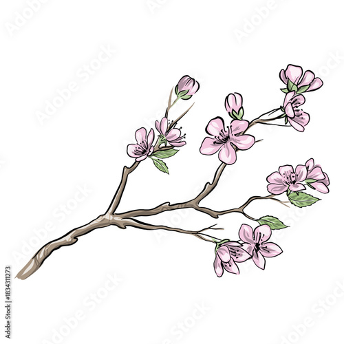 Pretty chinese plum flowers