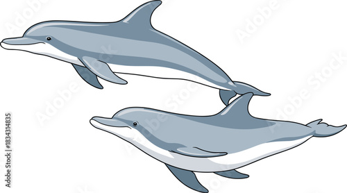 Pair of playful dolphins vector illustration in light blue and gray, swimming together in a friendly and dynamic pose, representing marine life, ocean ecology, and aquatic animals