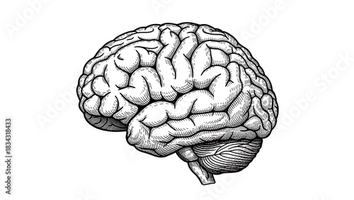 Vintage Human Brain Illustration – Detailed Black and White Anatomical Sketch