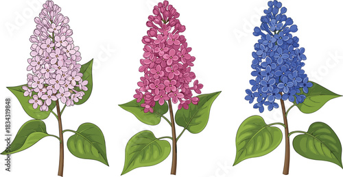 Three illustrated lilac flower stems in pink and blue shades with green leaves for botanical, gardening, and design use