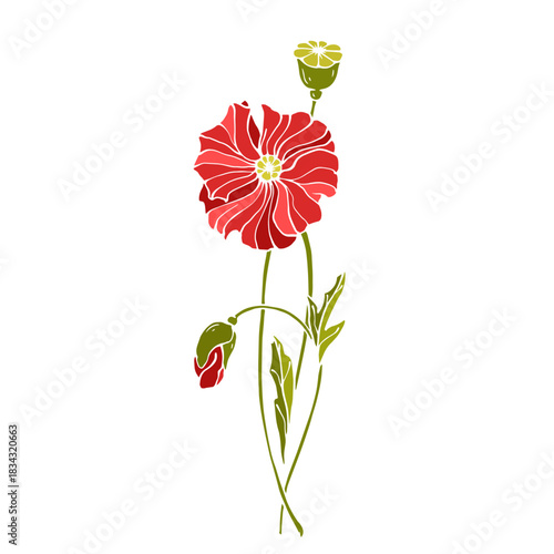 Wild poppy, seasonal meadow plants, medicinal herbs. Vector graphics.