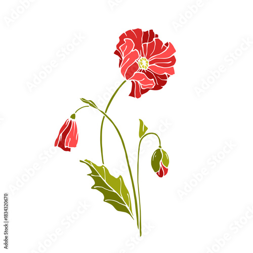 Wild poppy, seasonal meadow plants, medicinal herbs. Vector graphics.