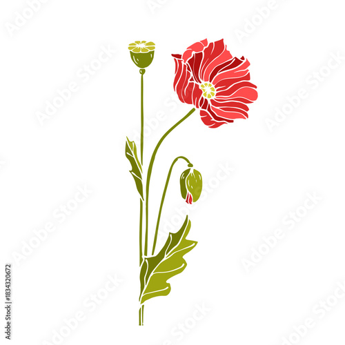 Wild poppy, seasonal meadow plants, medicinal herbs. Vector graphics.