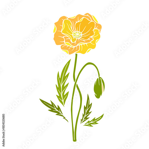 Wild poppy, seasonal meadow plants, medicinal herbs. Vector graphics.
