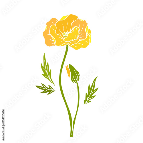 Wild poppy, seasonal meadow plants, medicinal herbs. Vector graphics.
