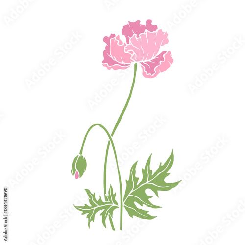 Wild poppy, seasonal meadow plants, medicinal herbs. Vector graphics.