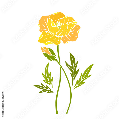 Wild poppy, seasonal meadow plants, medicinal herbs. Vector graphics.
