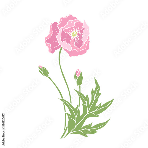 Wild poppy, seasonal meadow plants, medicinal herbs. Vector graphics.