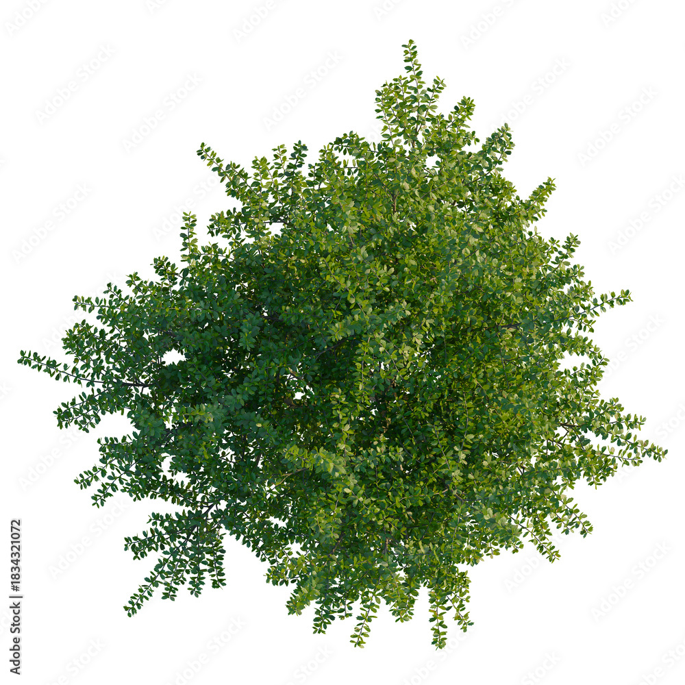 Obraz premium Berberis darwinii tree plan, top view, cutout, transparent background, isolate, Lush green treetop foliage for landscape designs, natural element render