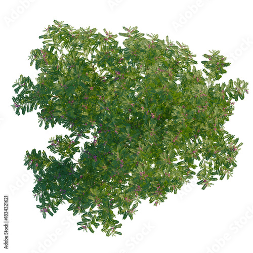 Indigofera heterantha tree plan, top view, cutout, transparent background, isolate, Lush green flowering tree aerial view for landscaping designs
