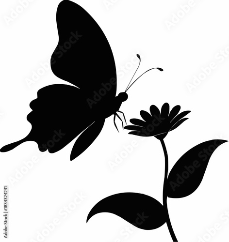 black and white butterfly