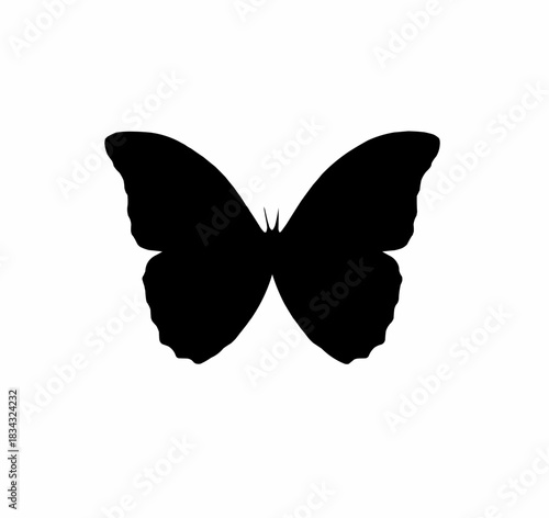 butterfly vector illustration
