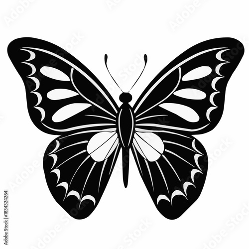 butterfly vector illustration