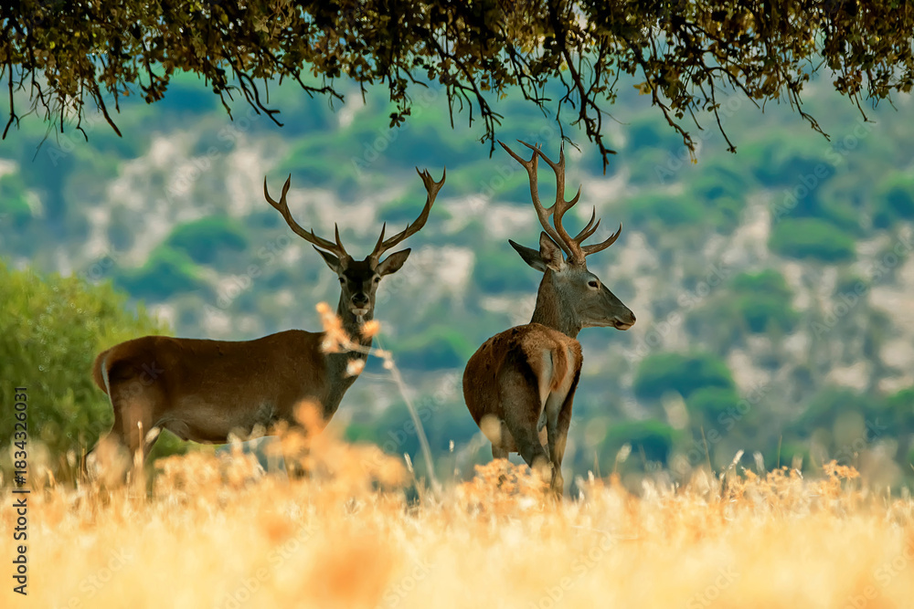 Naklejka premium Ciervo en época de berrea, en el parque natural de Cazorla, Segura y Las Villas.
