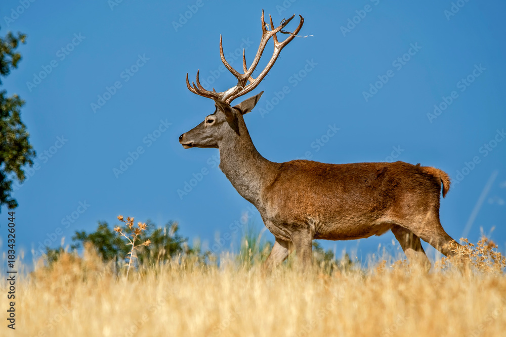 Obraz premium Ciervo en época de berrea, en el parque natural de Cazorla, Segura y Las Villas.