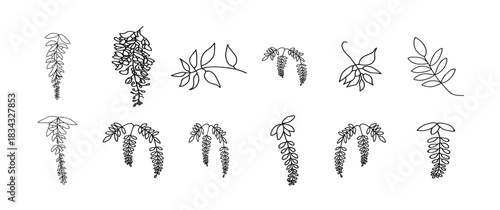 Delicate black silhouette of hanging wisteria flowers and leaves on a white background. Wisteria leaves outline, a modern icon art design, black vector of a wisteria flower, vector illustration.