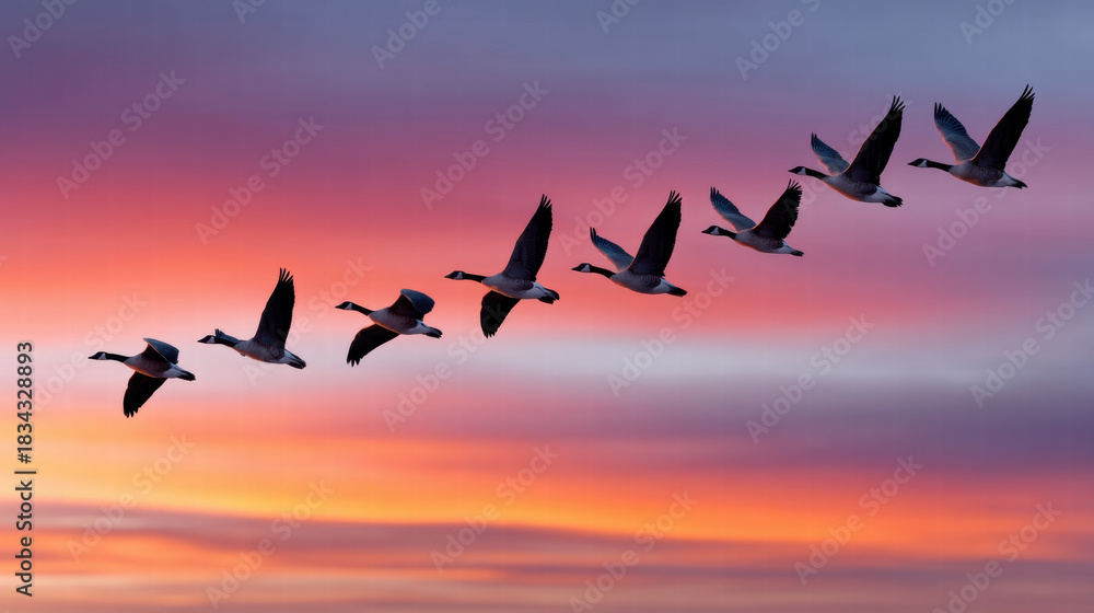 Fototapeta premium Flying goose in sky with emotional sunlight for poetic content in nature