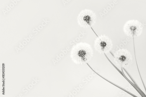 Wallpaper Mural Trendy color of year 2026 - Cloud Dancer. Soft fluffy dandelions with white seeds on a mocha Dancer background with space for text. Copy space. Banner. Torontodigital.ca