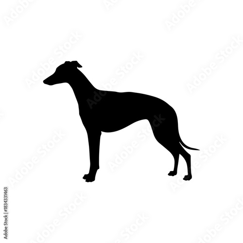 Whippet dog silhouette icon vector flat illustration design.
