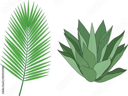 Colorful Tropical Plants Vector Set Featuring a Detailed Palm Frond and a Lush Green Agave Succulent for Exotic Nature and Garden Design