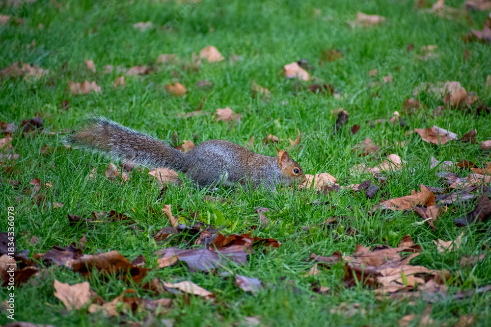 Fototapeta premium A Grey Squirrel foraging for food on the forest floor.
