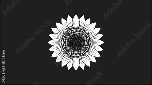Elegant sunflower illustration on a dark background detailed botanical artwork.