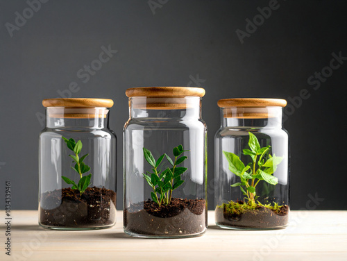 boutures de plantes dans pot en verre