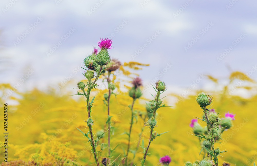 Obraz premium Milk thistle growing in a field. Selective focus.