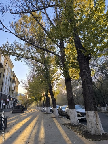 Sunlit Autumn Street Scene with Trees, Shadows, and Vehicles in Urban Landscape