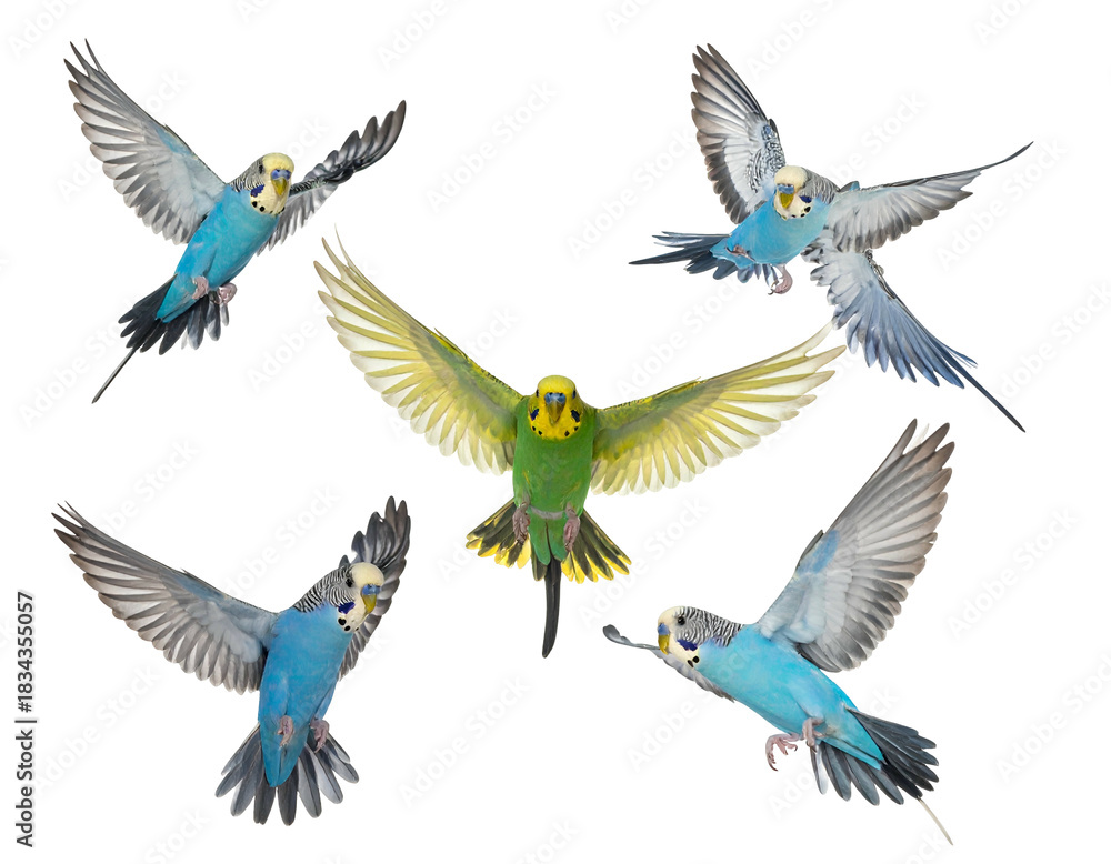 Fototapeta premium Five parakeets, blue and green, flying against black background